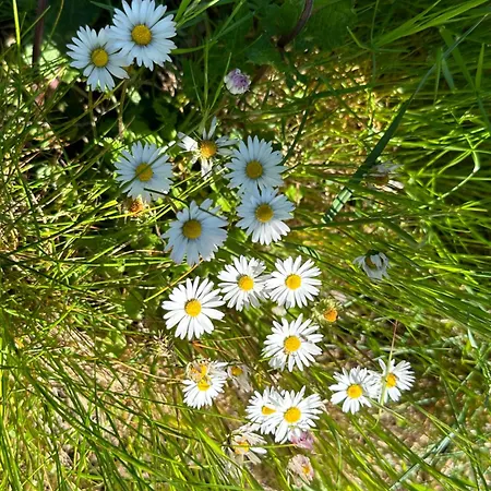 Mariella Vernile Bed & Breakfast