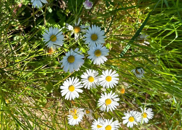 Mariella Vernile Bed & Breakfast